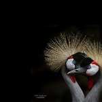 Grey Crowned Crane high quality wallpapers