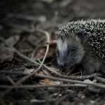 Hedgehog pics