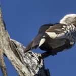 Hornbill pic