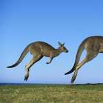 Kangaroo free
