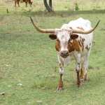 Longhorn Cattle pic
