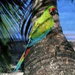 Military Macaw wallpapers