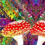 Mushroom Artistic hd photos