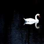 Mute Swan photos