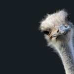 Ostrich free wallpapers