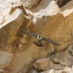 Peregrine Falcon image