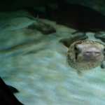 Pufferfish image
