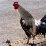 Rooster full hd