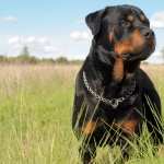 Rottweiler high quality wallpapers