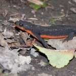 Salamanders image