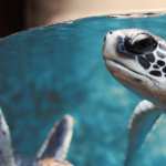 Sea Turtle high quality wallpapers