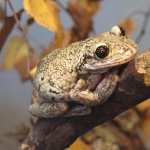 Tree Frog hd pics