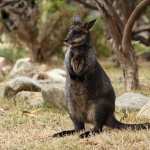 Wallaby new wallpapers