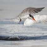 Arctic Tern hd