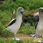 Blue-footed Booby widescreen