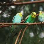 Budgerigar high definition photo