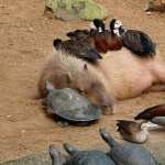Capybara background