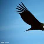 Condor photos