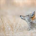 Coyote widescreen