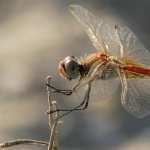 Dragonfly wallpapers
