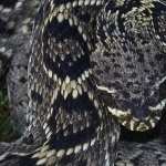 Eastern Diamondback Rattlesnake full hd