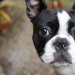 French Bulldog download