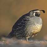 Galliformes high quality wallpapers