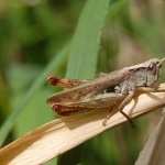 Grasshopper widescreen