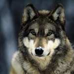 Gray Wolf free wallpapers