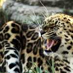 Leopard pic