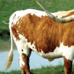 Longhorn Cattle wallpapers for iphone