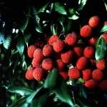 Lychee high quality wallpapers