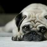Pug wallpapers for android