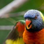 Rainbow Lorikeet wallpapers for android