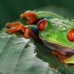 Red Eyed Tree Frog wallpapers for desktop