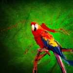 Scarlet Macaw image