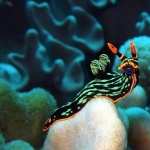 Sea Slug images