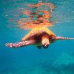 Sea Turtle download wallpaper