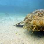 Spotted Wobbegong Shark wallpapers for iphone