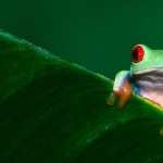 Tree Frog wallpaper