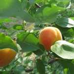 Apricot Tree photo