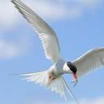 Arctic Tern download