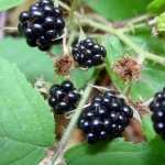 Blackberry Food free