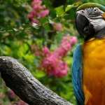 Blue-and-yellow Macaw widescreen