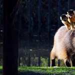 Capybara free download