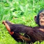 Chimpanzee download wallpaper