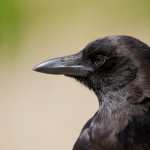 Crow download wallpaper