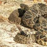 Eastern Diamondback Rattlesnake free