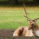 Elk free download