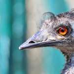 Emu hd pics